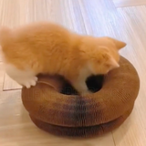Plycats