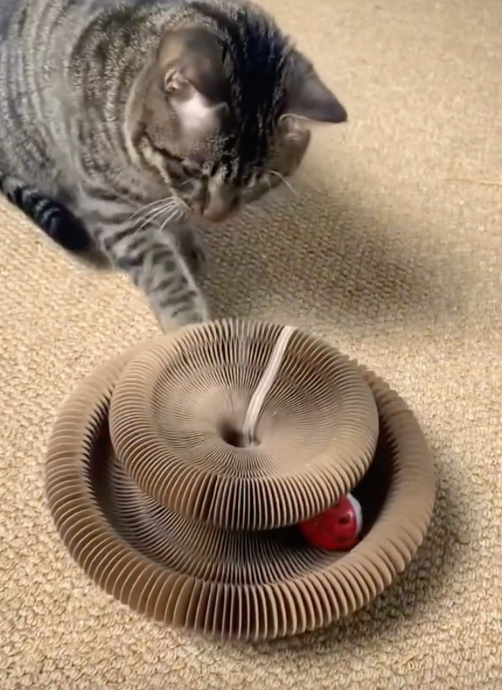 PAWLOOP